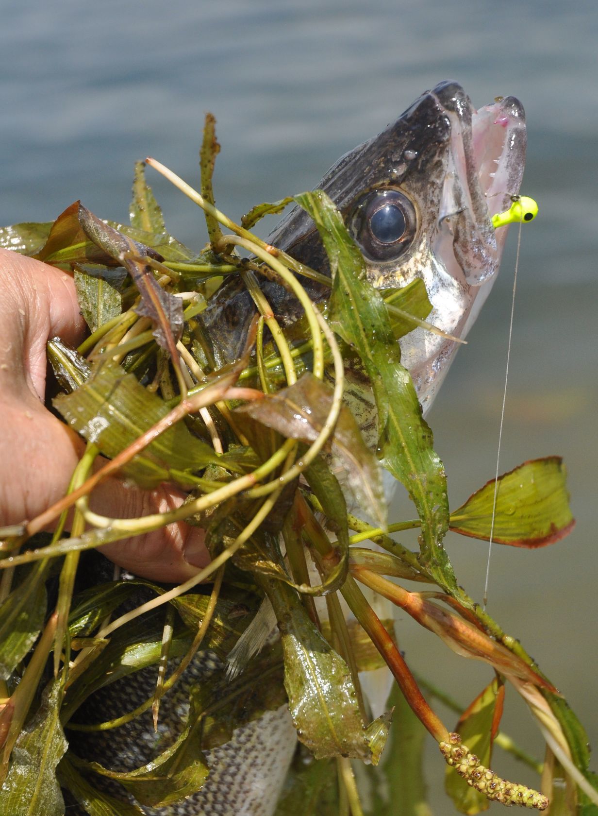 Walleye in the weeds